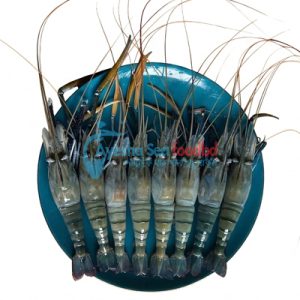 গলদা চিংড়ি ১৬ (Head On)