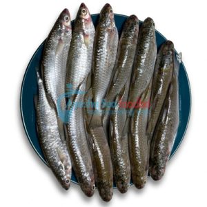 Parshe Fish (ফাইসা মাছ )